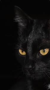 Iphone Pretty Black Cats Wallpaper In 2020 Cute Cat Wallpaper Cat Wallpaper Cat Aesthetic