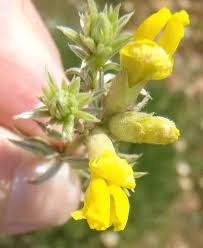 Image result for Pearsonia cajanifolia