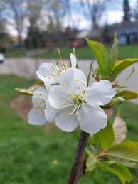 Avoid pruning in the winter, as this can reduce the cold hardiness of the tree. Cherry Tree And Peach Tree Blossoming For The First Time We Thought The Cherey Was Dead Last Year So Happy It Is Still With Us Peach Was Grown From Seed 3 Years