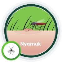 Ada banyak sekali jenis serangga yang ada di rumah. Gigitan Nyamuk Gejala Penyebab Cara Mengobati Zambuk