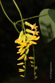 Image result for Dumasia