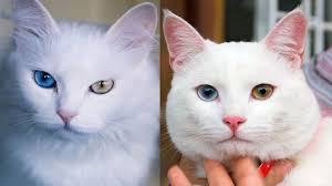 Van Kedisi Ile Ankara Kedisi Arasindaki Farklar Kedi Blog