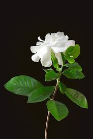 Image result for Gardenia