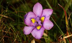 Image result for Moraea tanzanica