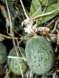 Image result for Cucumis melo