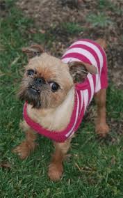 Check spelling or type a new query. Pin On Happy Tails