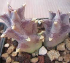 Image result for Orbea melanantha