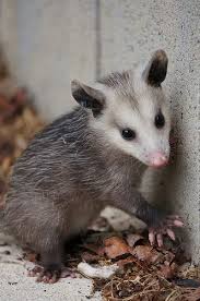 Baby Possum Baby Possum Baby Opossum Baby Animals Funny