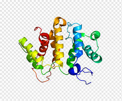 Moreover, foxp1 and foxp2 mrna and protein levels have been shown to vary across the lifespan (bowers jm, et al., 2014;campbell p et al., 2009. Protein Family Png Pngwing