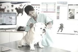 The Best Veterinary Schools In The United States