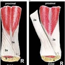 There is an area between the. Dissection Of The Anterior Surface Of The Right Achilles Tendon Download Scientific Diagram