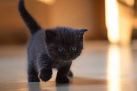 Pet adoption saves the lives of homeless dogs and cats. Animal Shelter Free Adoption Cats Black Friday 17 Pets Cats Cats Cat Pics