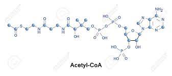 Ihr körper kann das coenzym q10 selber bilden und auch aus der nahrung aufnehmen, da es fettlöslich ist. Acetyl Coenzym A Ist Ein Molekul Das An Vielen Biochemischen Reaktionen Im Protein Kohlenhydrat Und Lipidstoffwechsel Teilnimmt Lizenzfreie Fotos Bilder Und Stock Fotografie Image 72181553