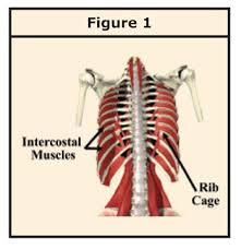 It is formed by the vertebral column, ribs, and sternum and encloses the heart and lungs. Easing Myofascial Trigger Points In The Chest The Body Principle
