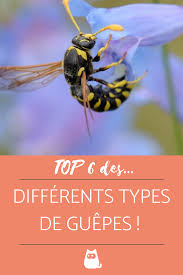 Les Differents Types De Guepes En 2020 Guepe Guepe Maconne Insectes