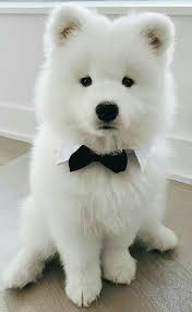 Adorable Samoyed At Abundantlifedreams Samoyed Cute Dog Samoyed Kopek Turleri Hayvan Yavrusu