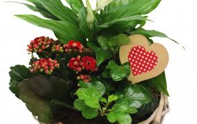 co2 neutrale valentinsgrusse mit den fairtrade edelrosen zum hofer preis mnews medianet at