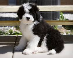No puppies available at this time. Sheepadoodle Sheepdog Poodle Mix Info Miniature Puppies Pictures