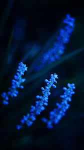 Download hintergrundbilder handy hd app android jetzt; Hintergrundbilder Handy Blaue Hintergrundbilder Handy Hd