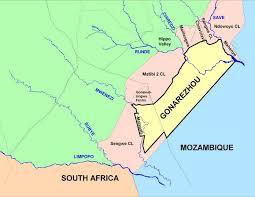 Image result for Neoholstia tenuifolia