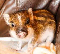Maybe you would like to learn more about one of these? Baby Piglets For Sale Novocom Top
