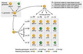 Vererbung der blutgruppen und rhesusfaktoren. Regel Der Neukombination Der Gene Theoretisches Material Biologie 12 Schulstufe