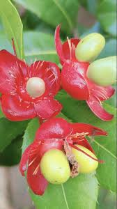 Image result for Ochna stolzii