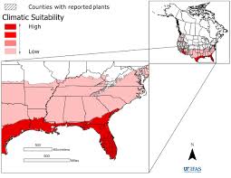 Image result for Eragrostis atrovirens
