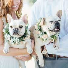 The french bulldog mix is cross between the frenchie and another dog breed. 9 Dapper Ways To Dress Your Dog For Your Wedding Day Dog Wedding Outfits Dog Wedding French Bulldog Wedding
