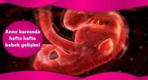 Anne Karnindaki Bebegin Gelisimi Inanilmaz Goruntuler Bakmaya Deger