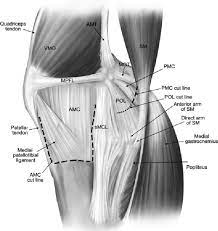 Medial View Of A Right Knee Illustrating The Medial Structures The Download Scientific Diagram