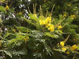 Image result for Peltophorum africanum