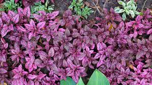 Image result for Acanthaceae