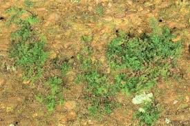 Image result for Vandenboschia