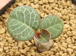 Image result for Monadenium pseudoracemosum