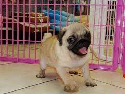Find 1051 listings of pugs puppies for sale in georgia near you. Puppies For Sale Local Breeders Handsome Fawn Pug Puppies For Sale Ga At Puppies For Sale Local Breeders
