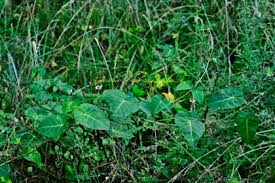 Image result for Cynanchum mossambicense