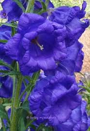 View Picture Of Canterbury Bells Blue Cup And Saucer Caerulea Campanula Medium Var Calycanthema At Dave Flower Seeds Flowers Perennials Heirlooms Flowers