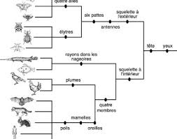 La Classification Des Etres Vivants Principes Generaux Le Site De La Fondation La Main A La Classification Des Animaux Cle De Determination Les Invertebres