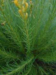 Image result for Melolobium