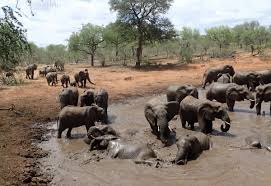 Why are elephants afraid of mice. Elephants Aren T Afraid Of Mice But They Are Afraid Of Bees Live Science