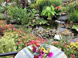 Aquatic Plants Koi Pond Japanese Garden Plants Outdoor Fish Ponds Plants