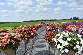 Florists, flower, flowers, wedding flowers, bouquets, kabloom, fruit baskets, funeral flowers, mothers day, valentines, easter, roses, plants, gourmet food baskets, tulips, orchids, daisies and more in vancouver, wa. A Second Look At This Season S Showstoppers Greenhouse Canada