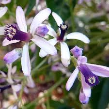 Image result for Melia azedarach