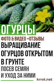 посадка и уход за огурцами в открытом грунте видео Vyrashivanie Ogurcov V Otkrytom Grunte Posadka Uhod Otzyvy Ogorod Dacha Rasteniya Ogurcy Vegetables Homestead Gardens Small Farm
