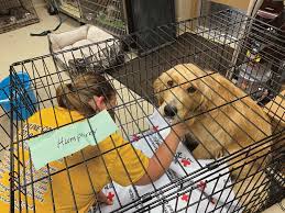 134 dogs were rescued today from a puppy mill about 45 minutes south of marquette. Https Www Dailypress Net News Local News 2020 11 Charges Filed In Puppy Mill Probe
