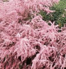 Image result for tamarix ramosissima pink cascade