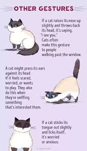 How to make a cat like you. What Are The Best Ways To Let Your Cat Know You Love Them Quora