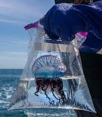 Despite its appearance, the portuguese man o' war is neither a jellyfish nor a single animal. Scientists Scrutinize First Aid For Man O War Stings