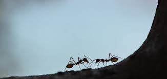If you need an exterminator or pest control service in plano, irving or frisco. Importance Of Pest Control For Hygiene